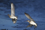 Bar-tailed Godwits